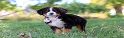 Bernese Mountain Dog dogs for sale: Oakley  - Ad 3