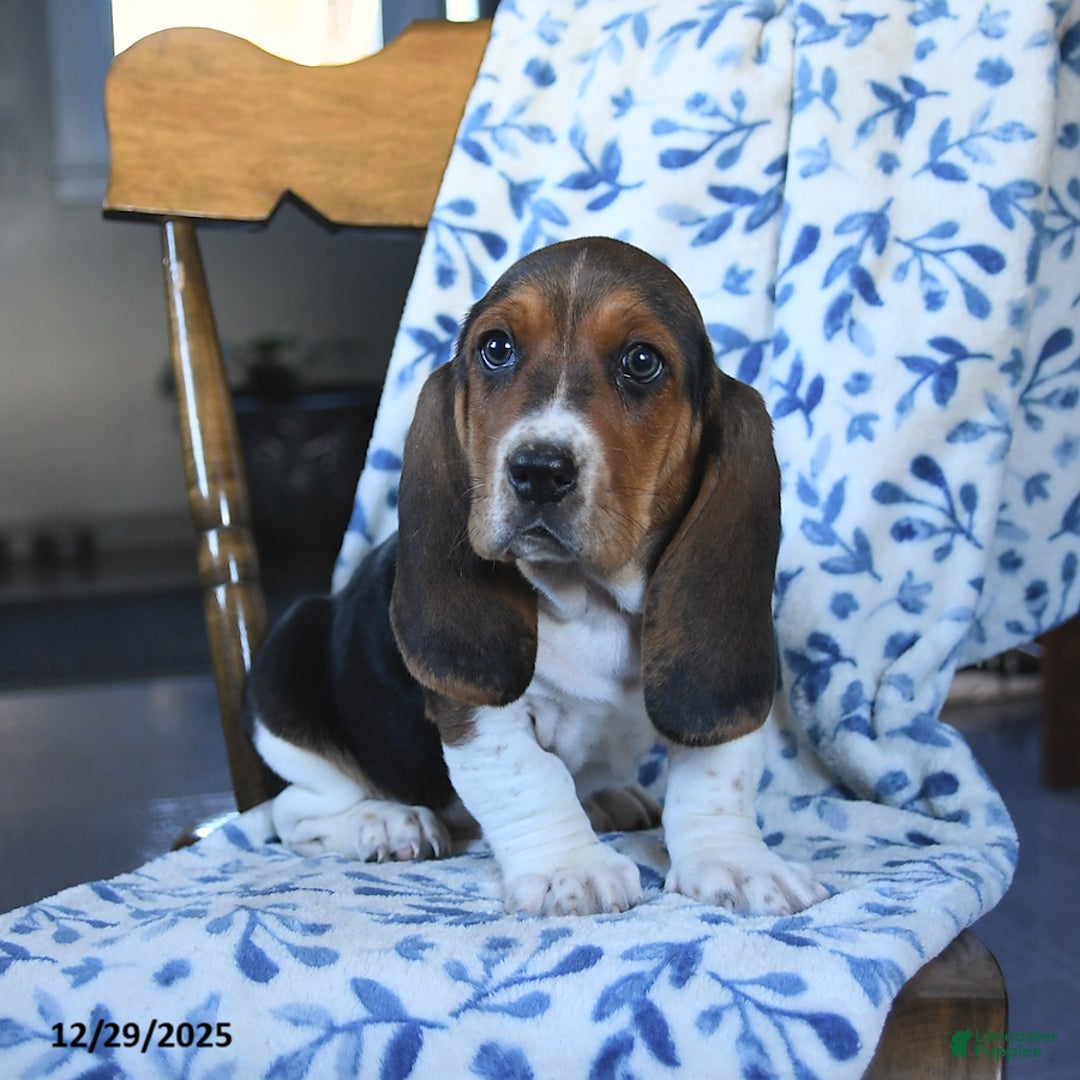 Basset Hound dogs for sale: Duncan - Ad 2