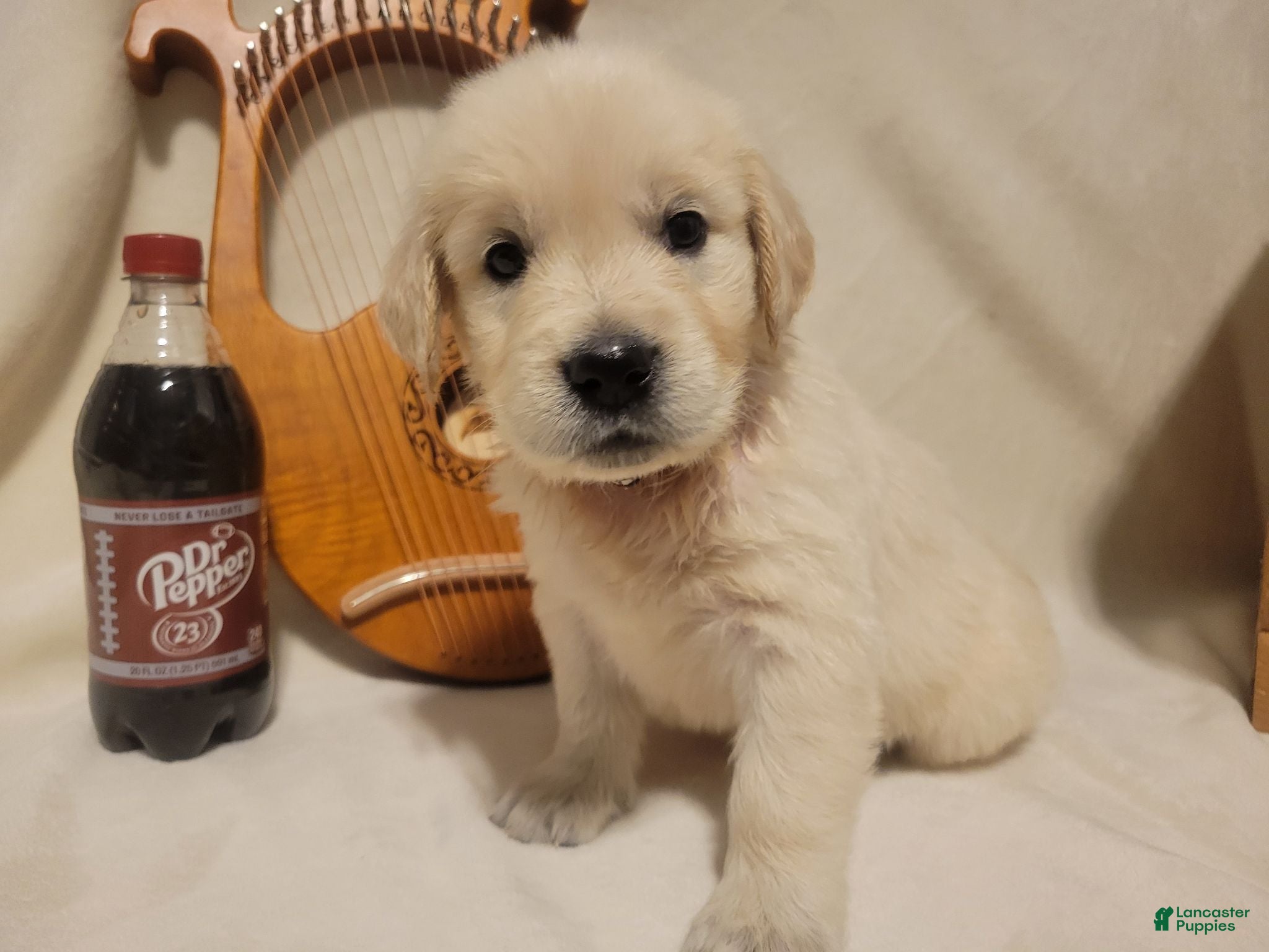 Golden Retriever dogs Champion Sired, Dr. Pepper - Ad 9