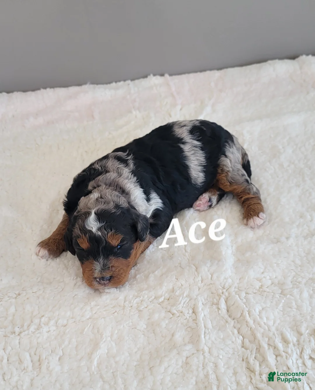 Mini Bernedoodle dogs for sale: Gus - Ad 6