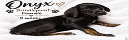 Great Dane dogs for sale: Onxy - Ad 1