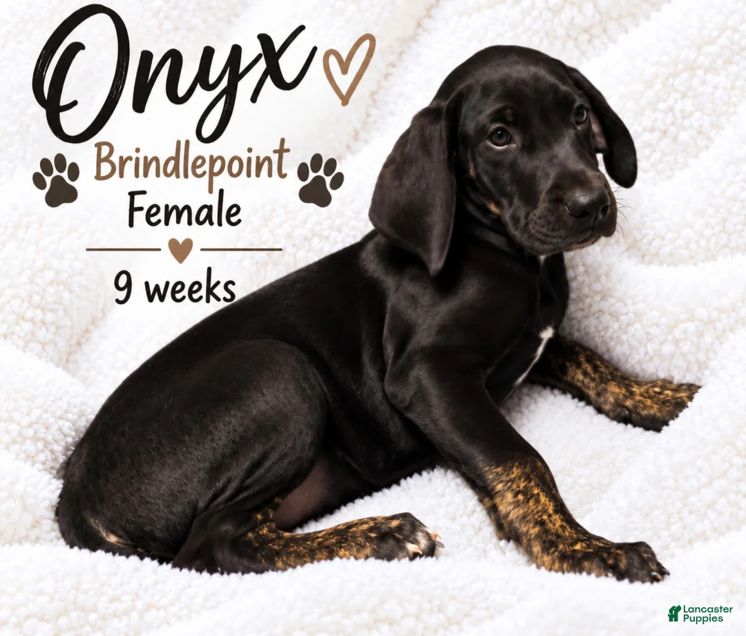 Great Dane dogs for sale: Onxy - Ad 1