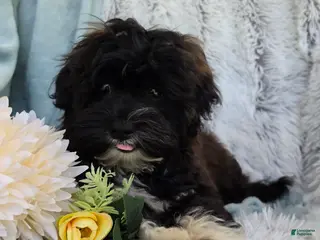 Shihpoo dogs for sale: Lenny - Ad 2