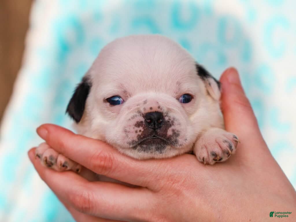 Pug dogs Luther - Ad 36