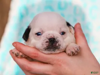 Pug dogs Luther - Ad 36