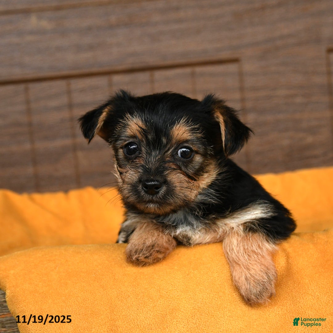 Morkie dogs for sale: Raisin - Ad 3