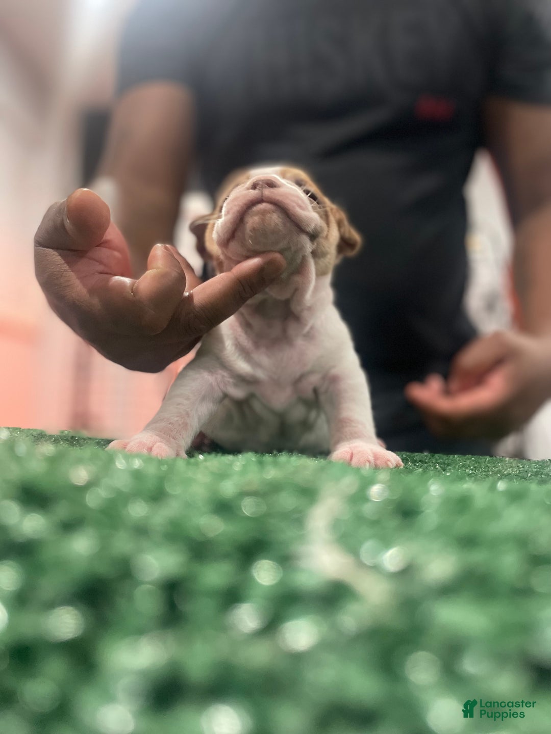 American Bully dogs for sale: American Bully Puppy 6 - Ad 19