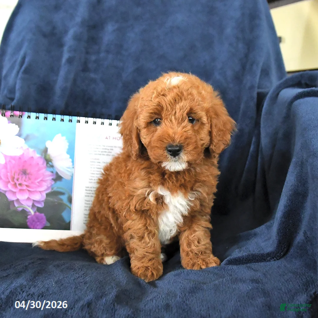 Miniature Poodle dogs for sale: Rocky - Ad 2