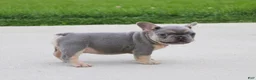 French Bulldog dogs for sale: Bentley - Ad 3