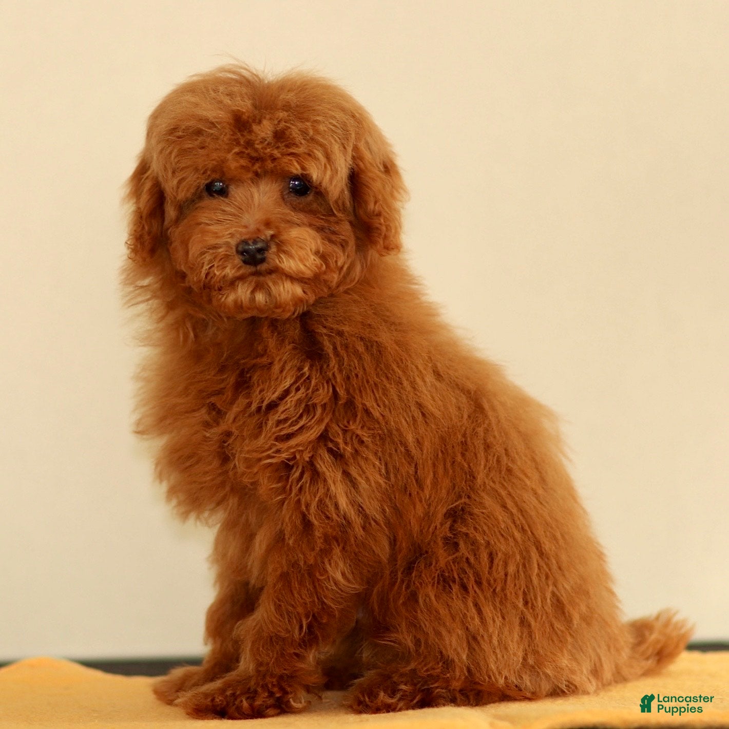 Toy Poodle dogs Toy Poodle Puppy 1 - Ad 2