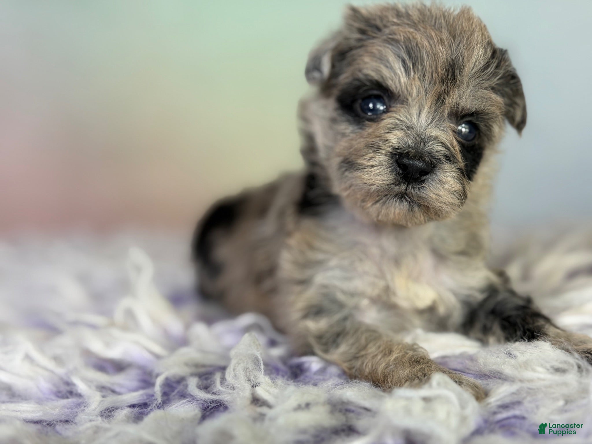 Schnoodle dogs Paxton - Ad 2