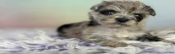 Schnoodle dogs for sale: Paxton - Ad 2