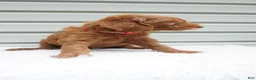 Goldendoodle dogs for sale: Blaze  - Ad 3