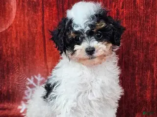 Miniature Poodle dogs Crispin - Ad 33