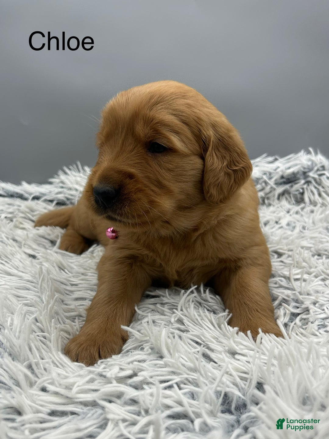 Golden Retriever dogs for sale: Golden Retriever Puppy chloe - Ad 11