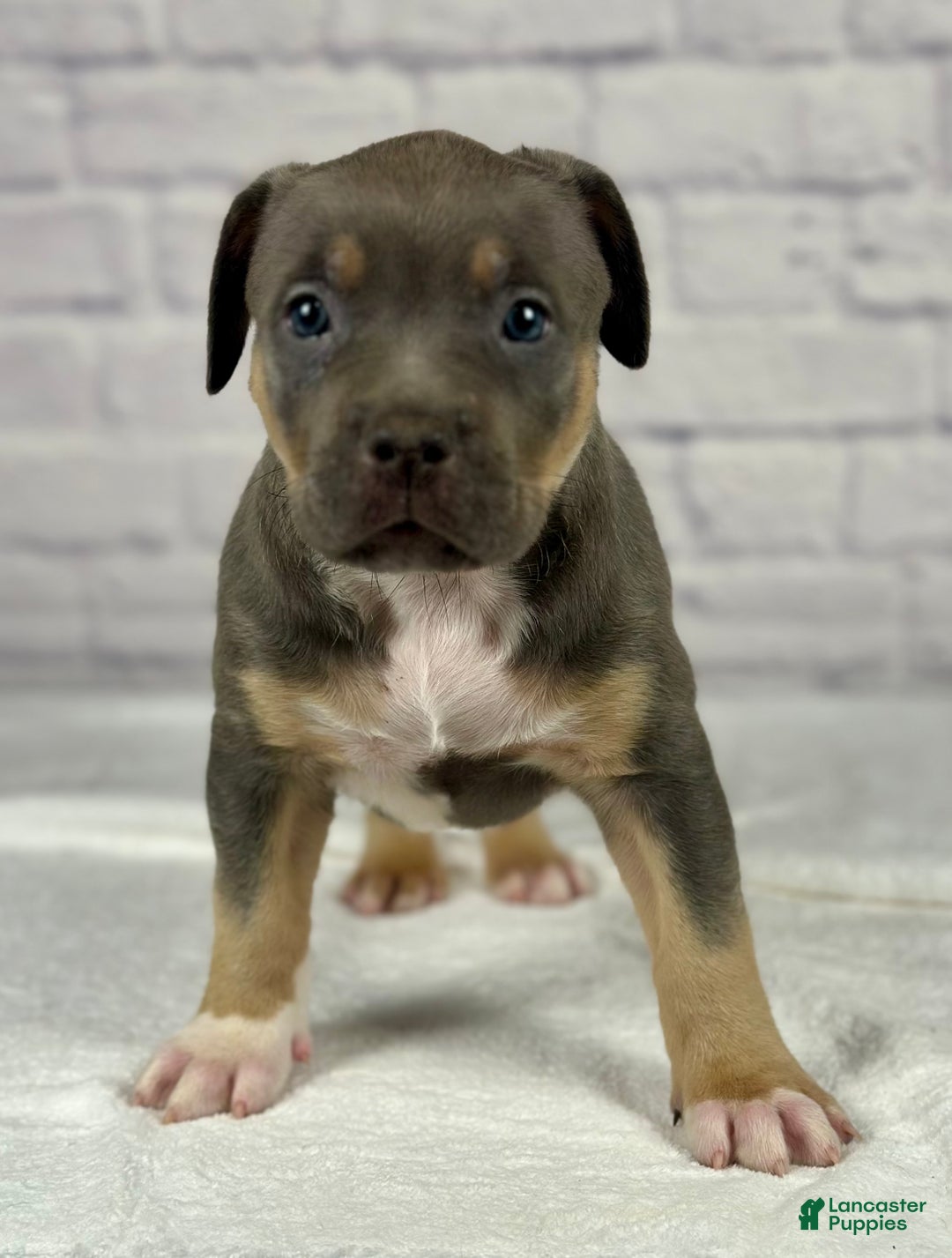 American Bully dogs for sale: Diezel - Ad 3