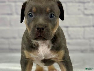 American Bully dogs - Ad 33