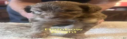 Aussiedoodle dogs for sale: Aussiedoodle 2 - Ad 9
