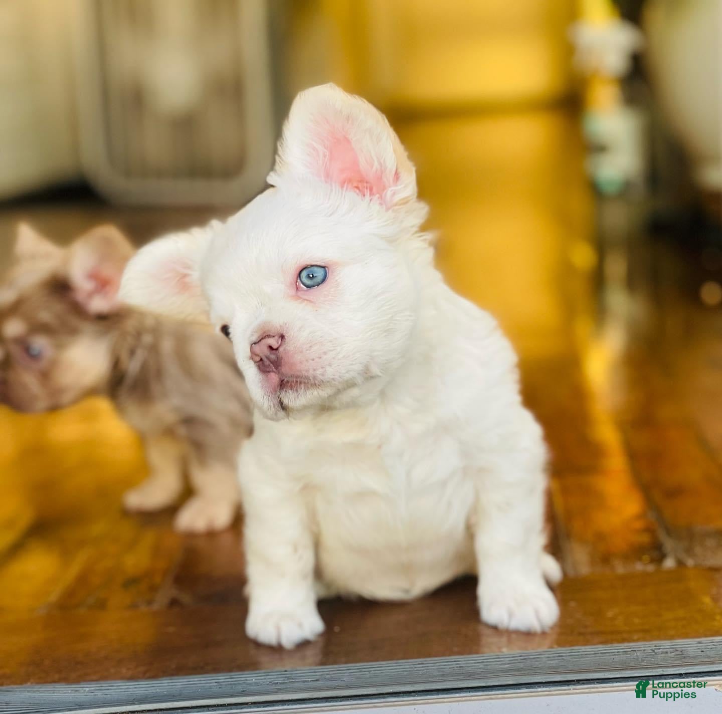 French Bulldog dogs Barbie Blue Eyes Fluffy Frenchie Girl - Ad 15