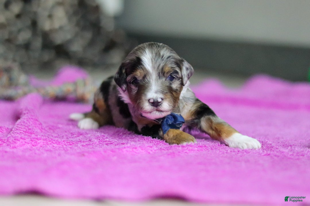 Mini Bernedoodle dogs for sale: Dallas — Male — $2499 - Ad 2