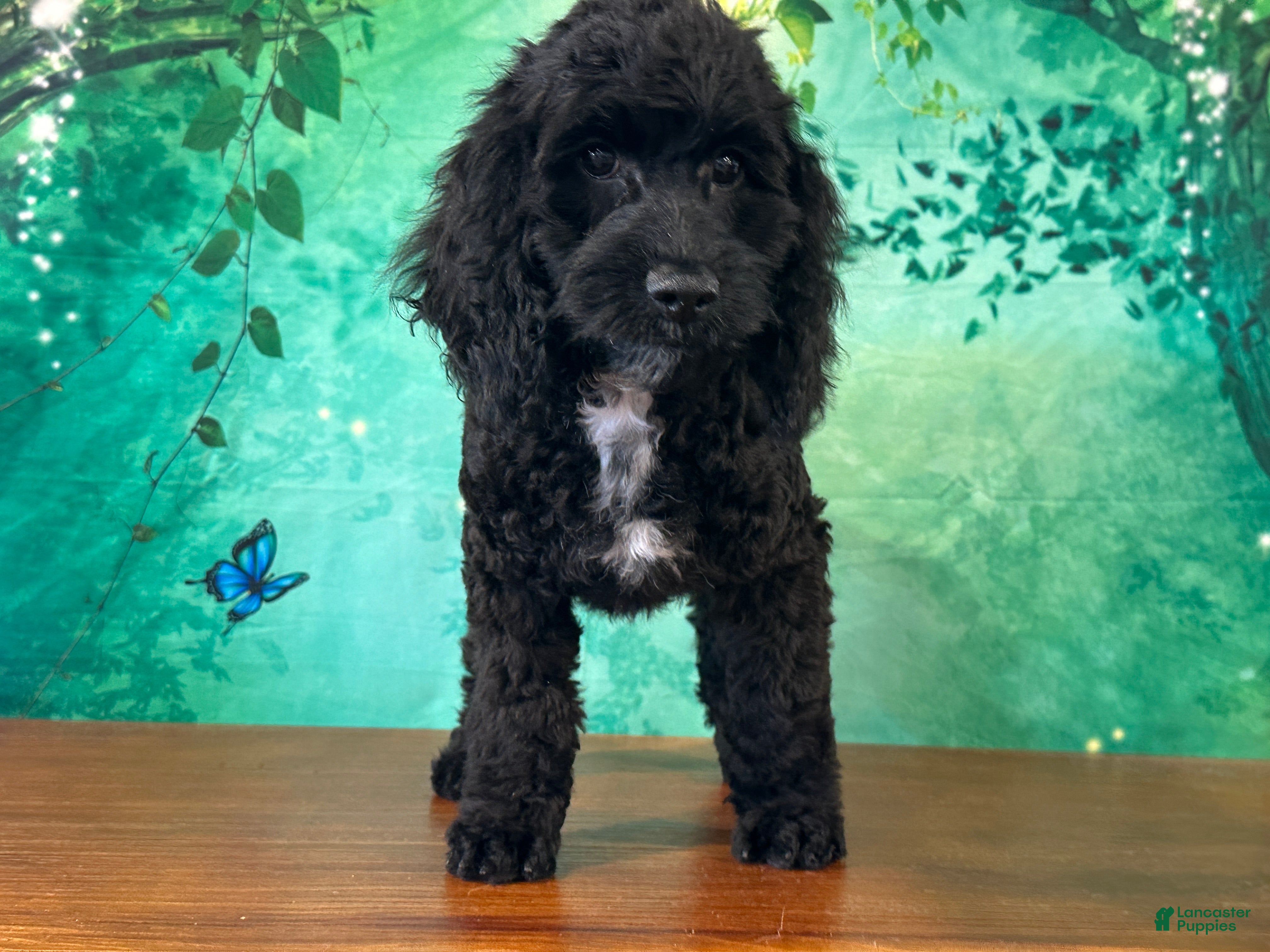 Cockapoo dogs Cowboy - Ad 1