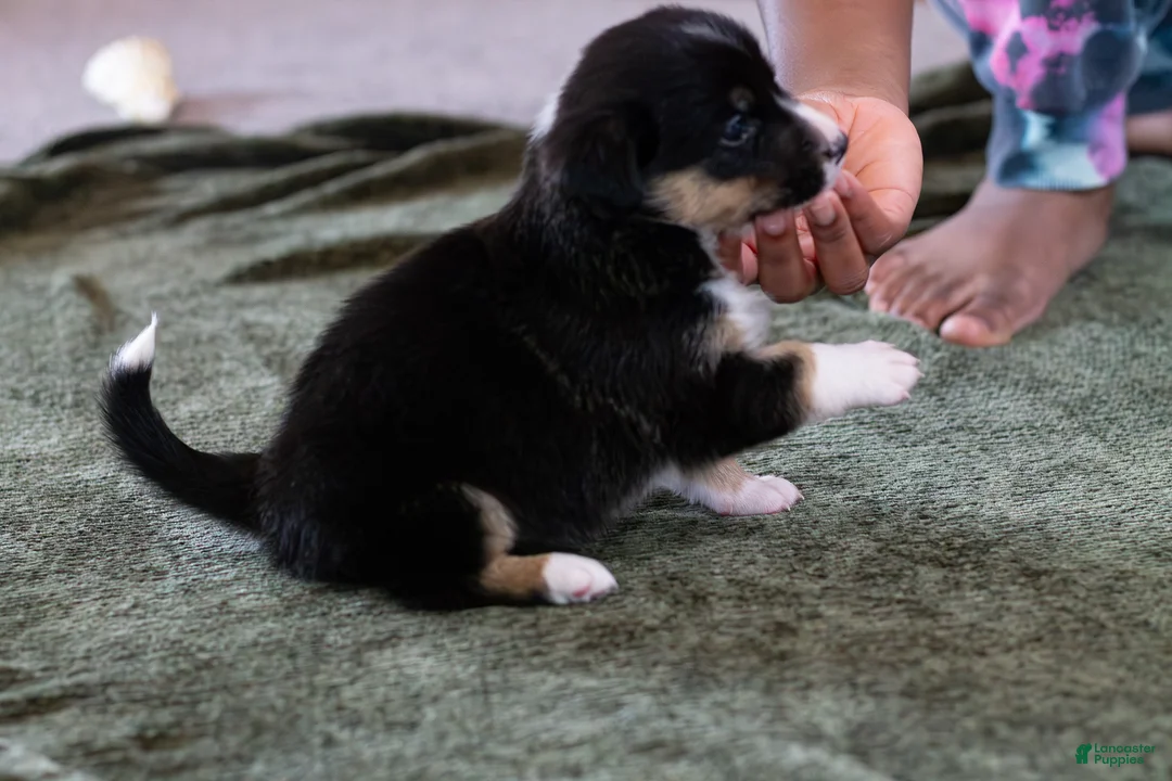 Mixed Breed dogs for sale: Winnie - Ad 2