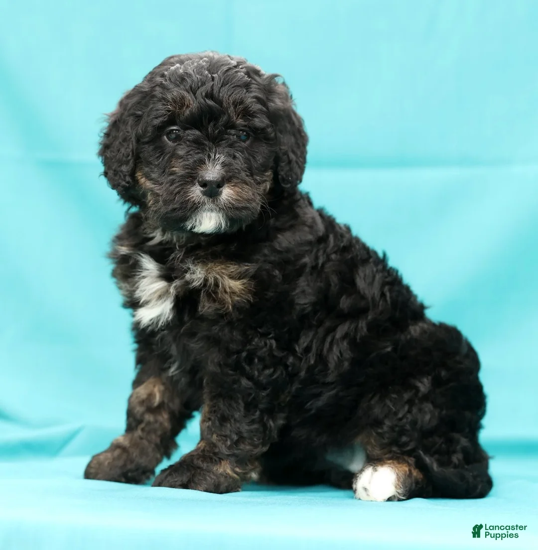 Mini Bernedoodle dogs for sale: Vicky - Ad 6