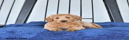Mini Goldendoodle dogs for sale: Tanner - Ad 4