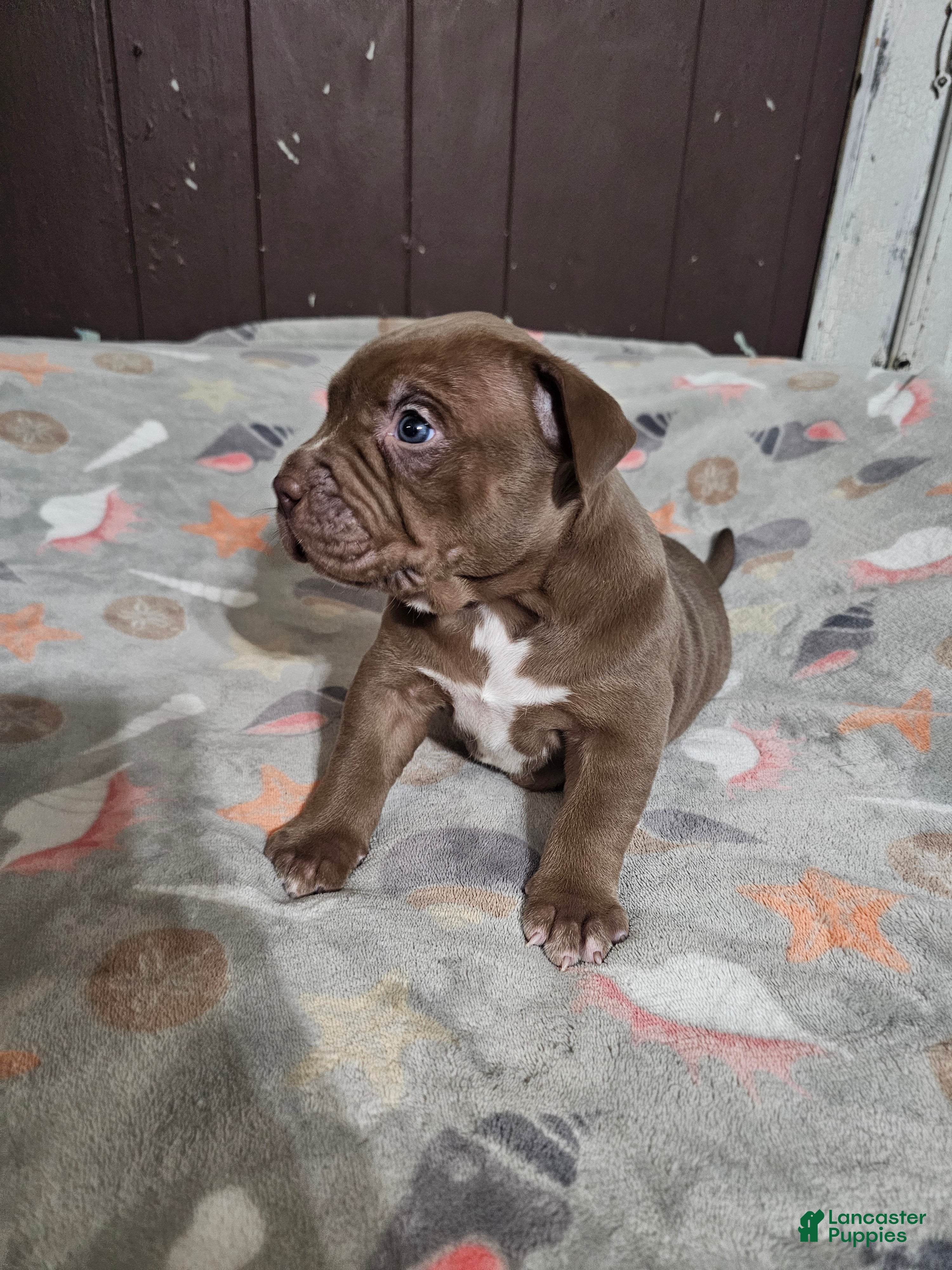 American Bully dogs Chocolate Female - Ad 2