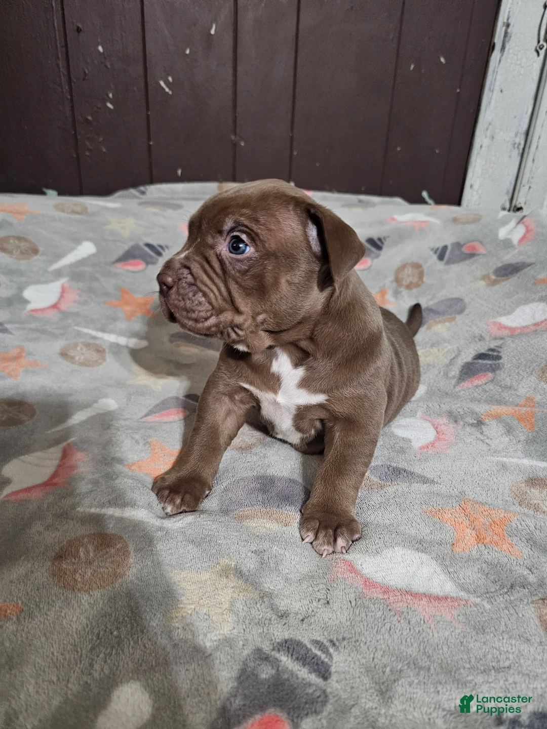 American Bully dogs for sale: Chocolate Female - Ad 2