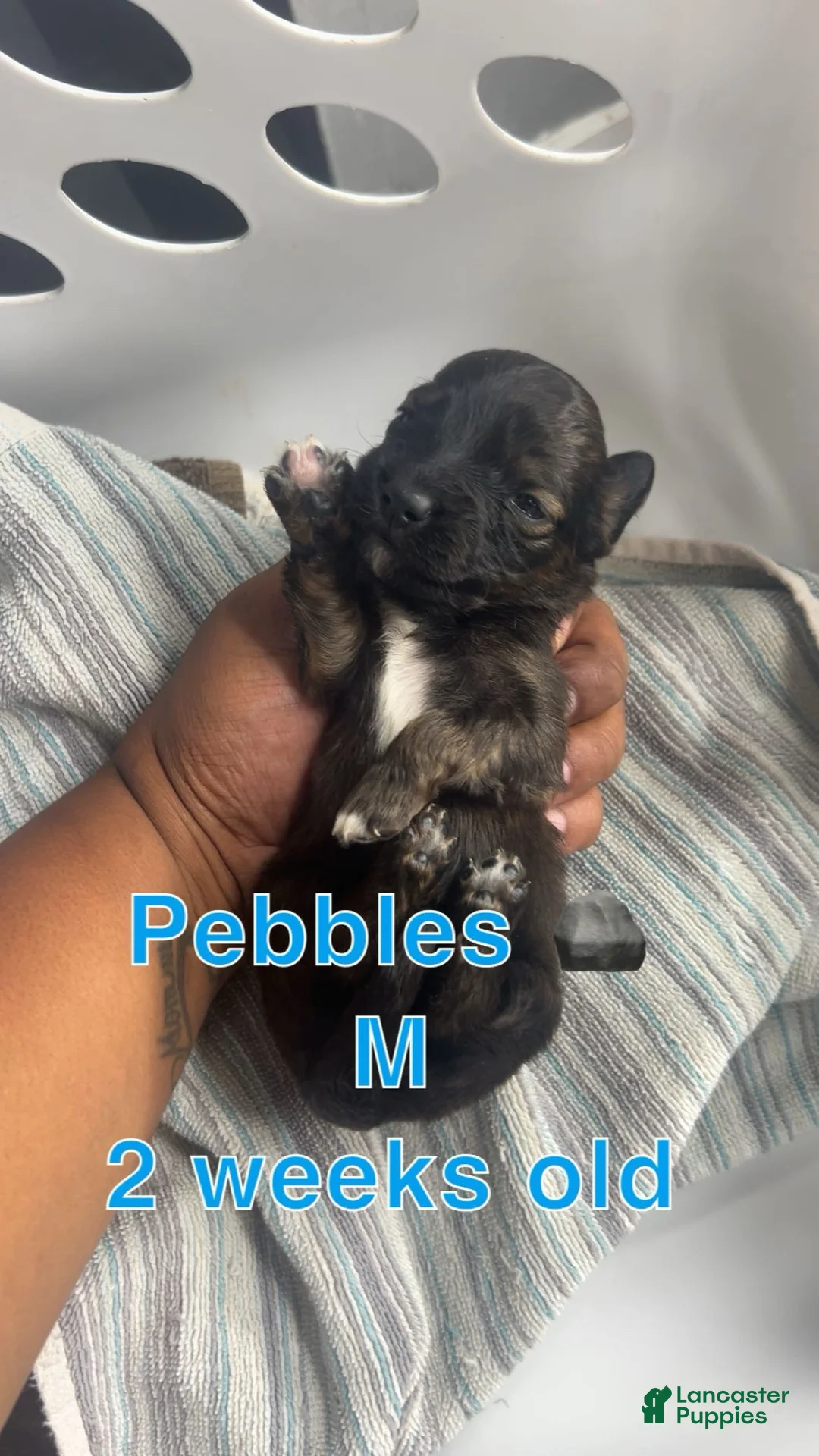 Mixed Breed dogs for sale: Pebbles 🪨  - Ad 1