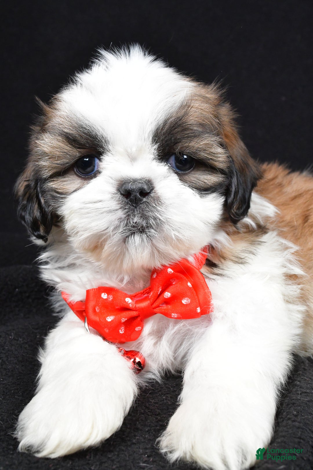 Shih Tzu dogs for sale: Hudson - Ad 3