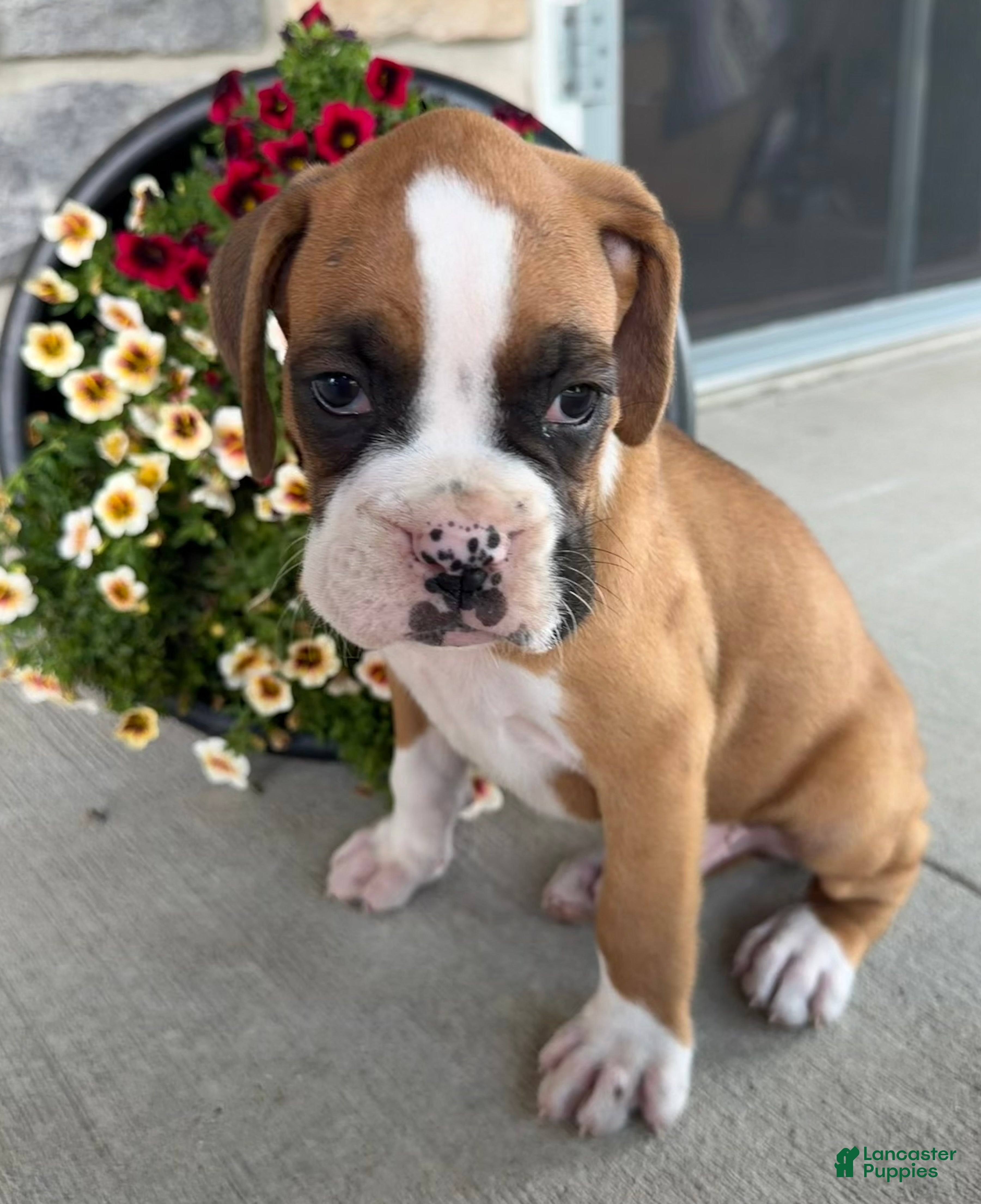 Boxer dogs Dan - Ad 2