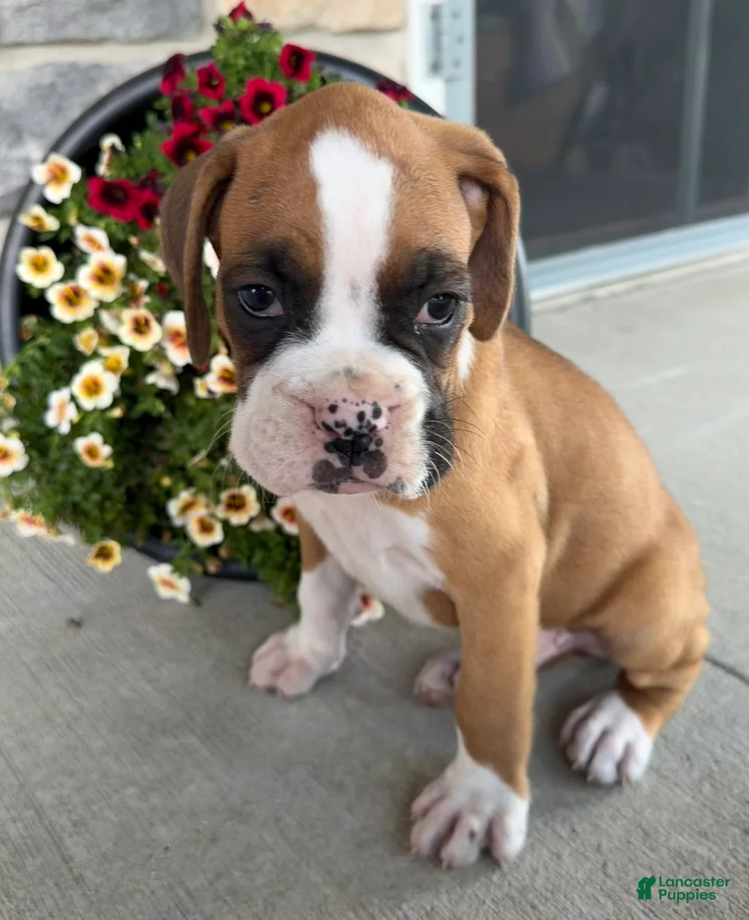 Boxer dogs for sale: Dan - Ad 2