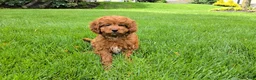Cavapoo dogs for sale: Hunter - Ad 13