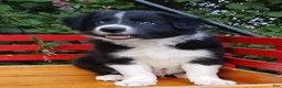 Border Collie dogs for sale: Prince - Ad 5