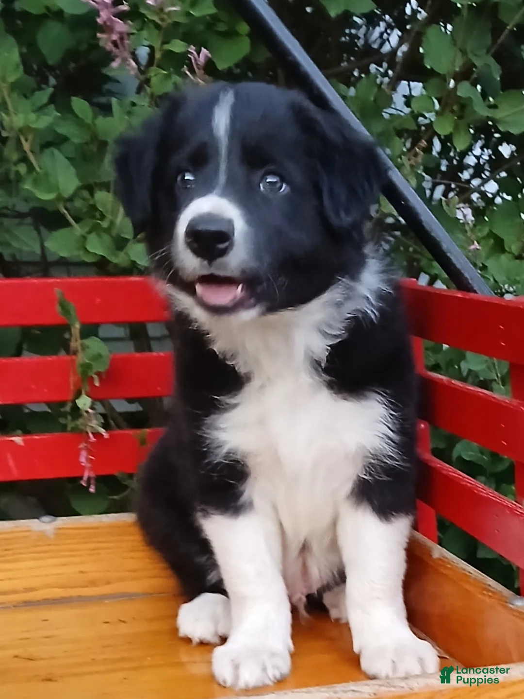 Border Collie dogs for sale: Prince - Ad 5
