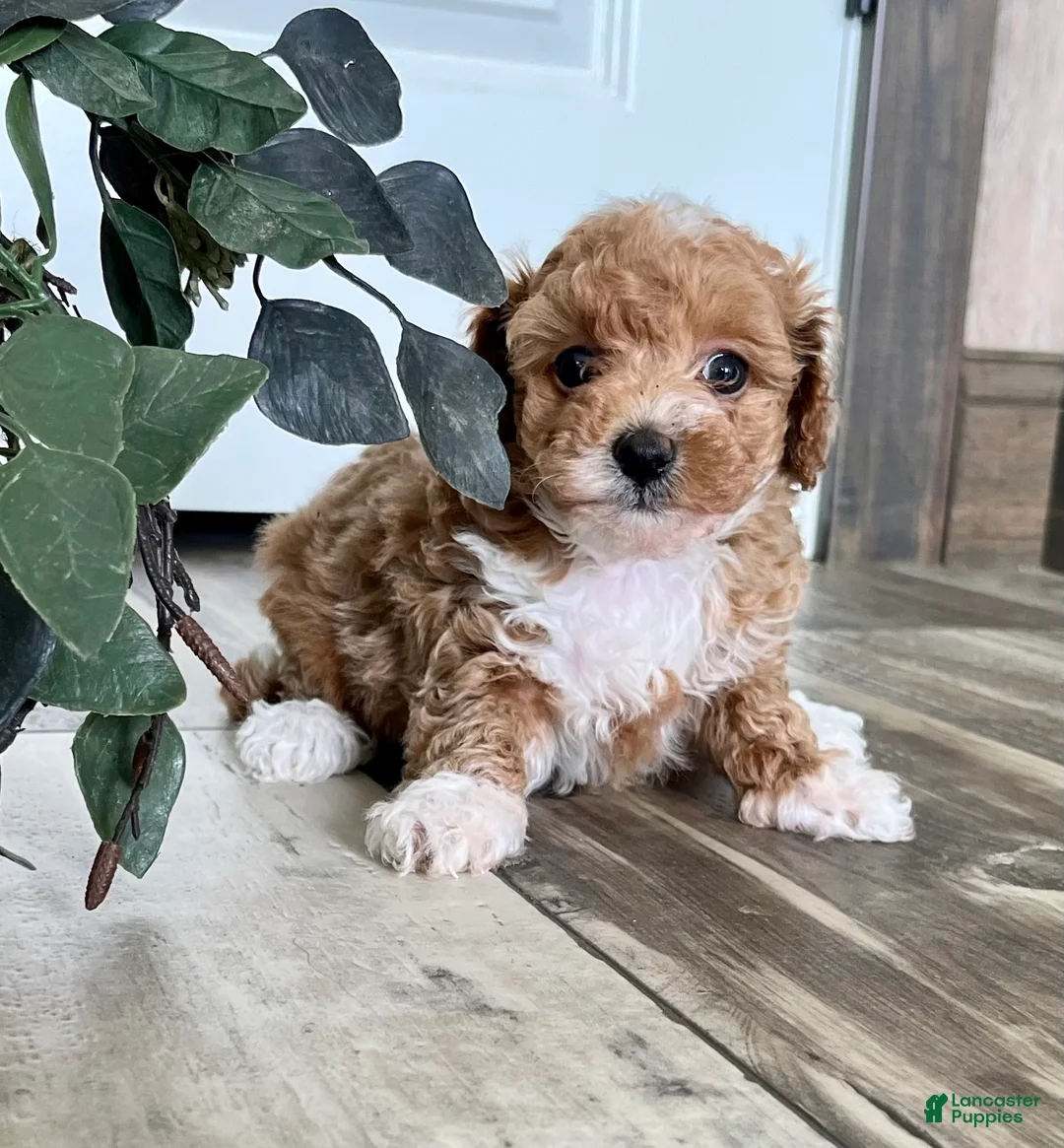 Toy Poodle dogs for sale: Butterscotch pudding pop ❤️ mom and dad weigh 4 pounds ❤️ crate/potty train ❤️ 717-344-8460 - Ad 4