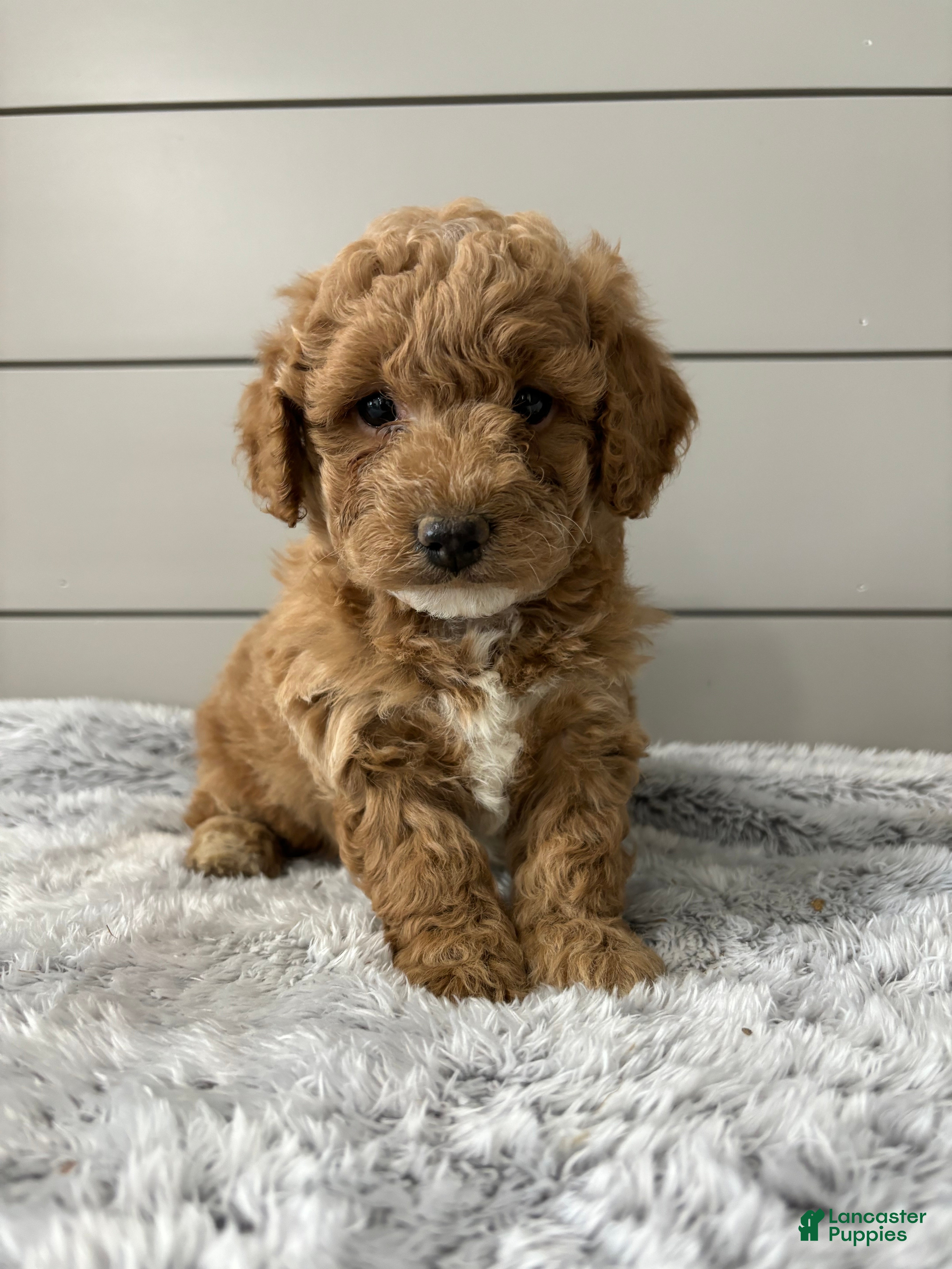 Mini Goldendoodle dogs Rocky - Ad 1
