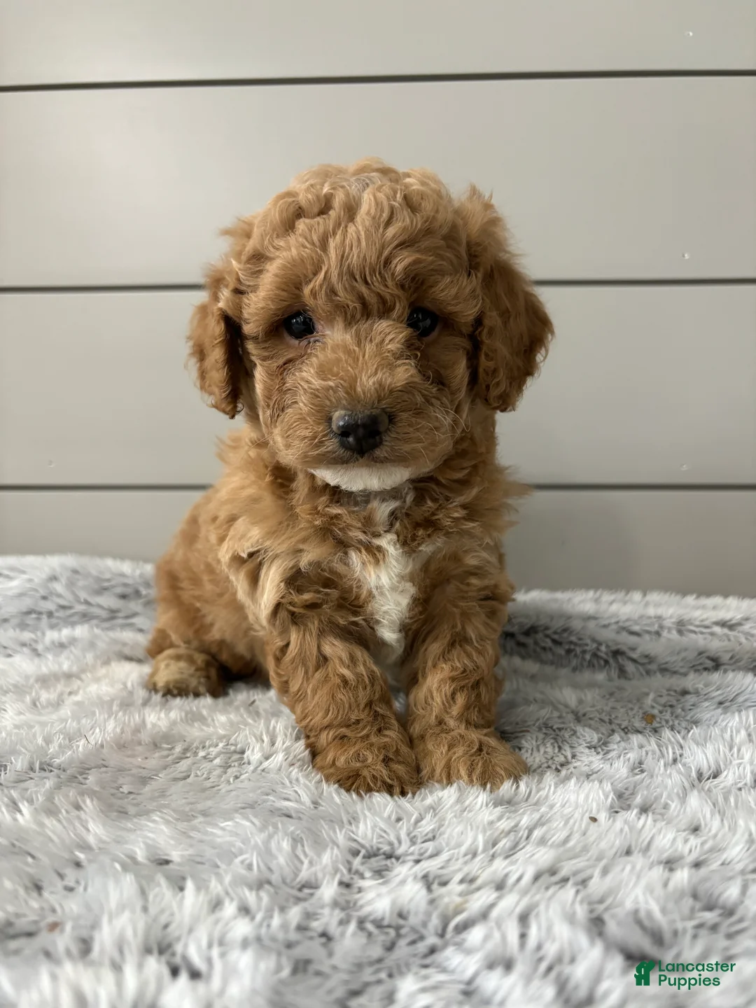 Mini Goldendoodle dogs for sale: Rocky - Ad 1