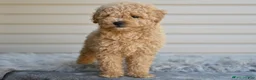 Miniature Poodle dogs for sale: Honey - Ad 3