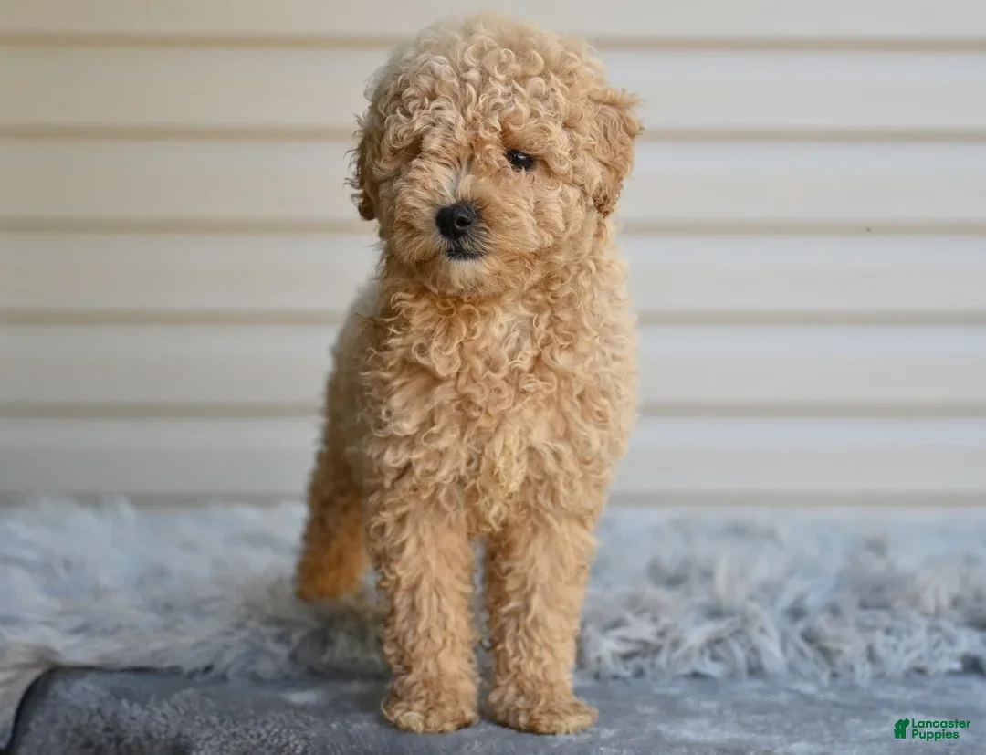 Miniature Poodle dogs for sale: Honey - Ad 3