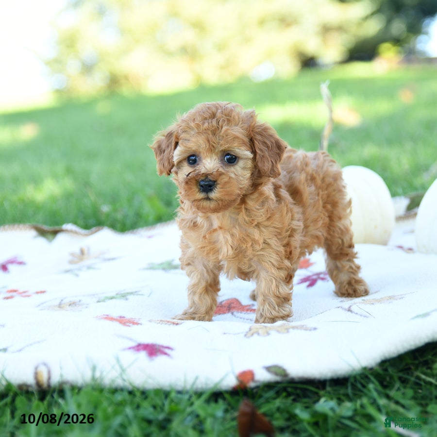Toy Poodle dogs Spice - Ad 2