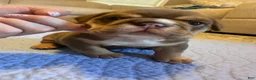 English Bulldog dogs for sale: Mocha - Ad 5
