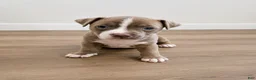 American Pit Bull Terrier dogs for sale:  1 - Ad 5