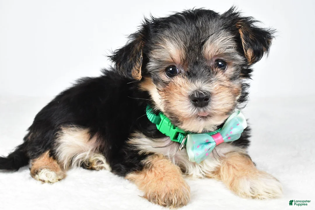 Morkie dogs for sale: Jack - Ad 2