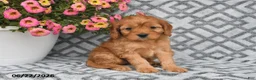 Cavapoo dogs for sale: Tilly - Ad 9