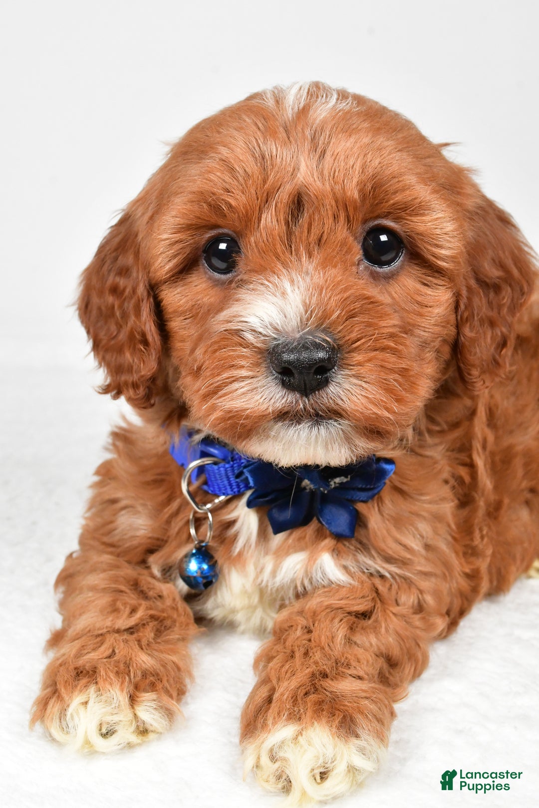 Cavapoo dogs for sale: Tanner - Ad 11