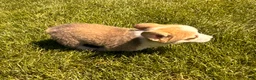 Welsh Corgi Pembroke dogs for sale: Floyd - Ad 13