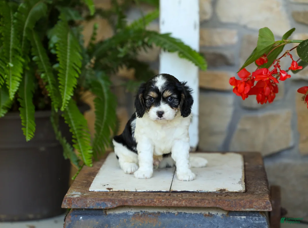 Cavapoo dogs for sale: James - Ad 1